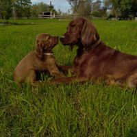 Chiot setter irlandais #0