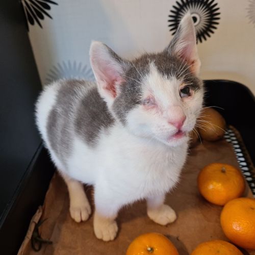 Coeur à prendre- moustic #1