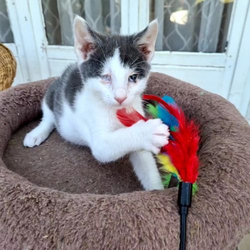 Coeur à prendre- moustic #2