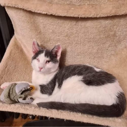 Coeur à prendre- moustic #0