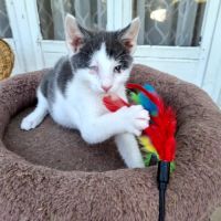 Coeur à prendre- moustic #2