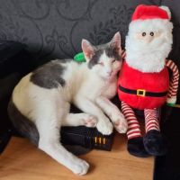 Coeur à prendre- moustic #3