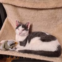 Coeur à prendre- moustic