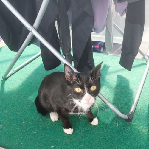 Chat milo à l adoption