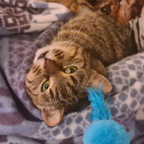 Chatte tri-pattes-olivia #3