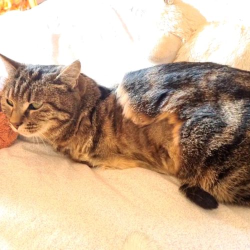 Chatte tri-pattes-olivia #6