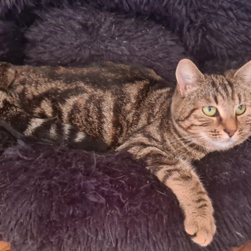 Chatte tri-pattes-olivia #7