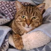 Chatte tri-pattes-olivia #1