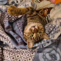 Chatte tri-pattes-olivia #0