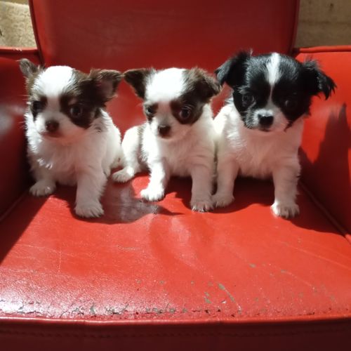 Chiots chihuahua poil long #1