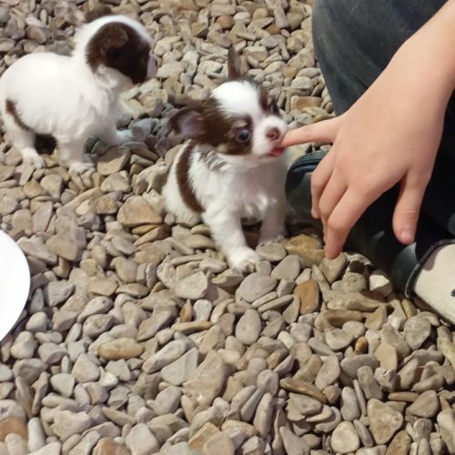 Chiots chihuahua poil long #2