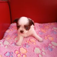 Chiots chihuahua poil long