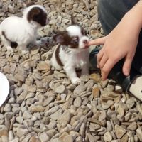 Chiots chihuahua poil long #2