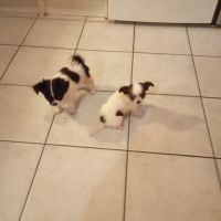 Chiots chihuahua poil long