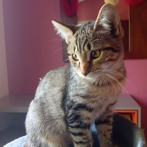 Lino le joueur de foot