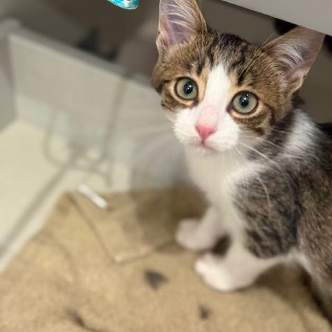 Bouchon -adoption en cours