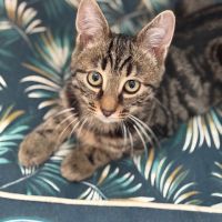 Bourbon-magnifique chaton tigré marbré