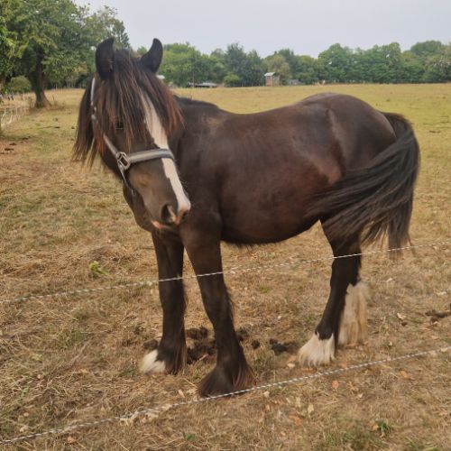 Entier irich cob  odin #2