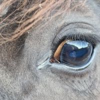 Entier irich cob  odin #0