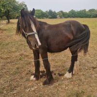 Entier irich cob  odin #2