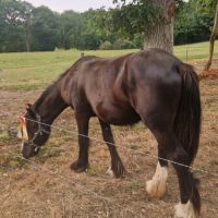 Entier irich cob  odin #3