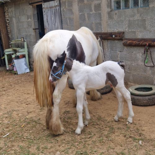 Irich cob  3 mois #1