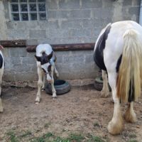 Irich cob  3 mois #3