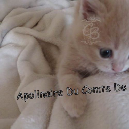 Chatons types exotic shorthair #2