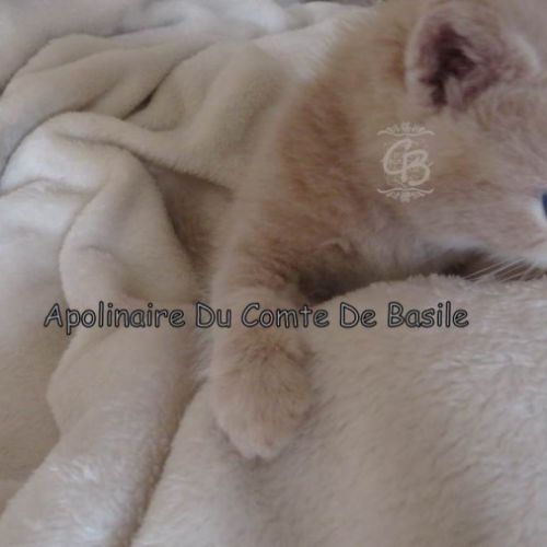 Chatons types exotic shorthair