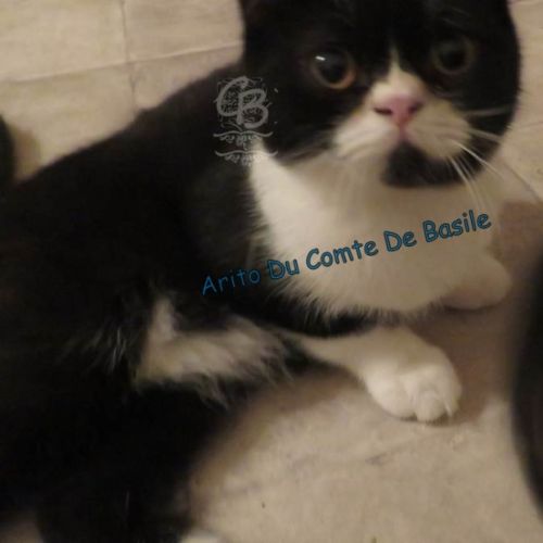 Chatons types exotic shorthair #5
