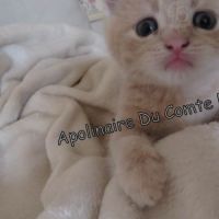 Chatons types exotic shorthair #1