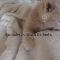 Chatons types exotic shorthair