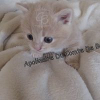 Chatons types exotic shorthair #4