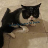 Chatons types exotic shorthair #6