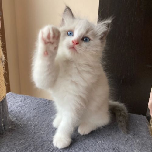 Chaton ragdoll a reserver #2