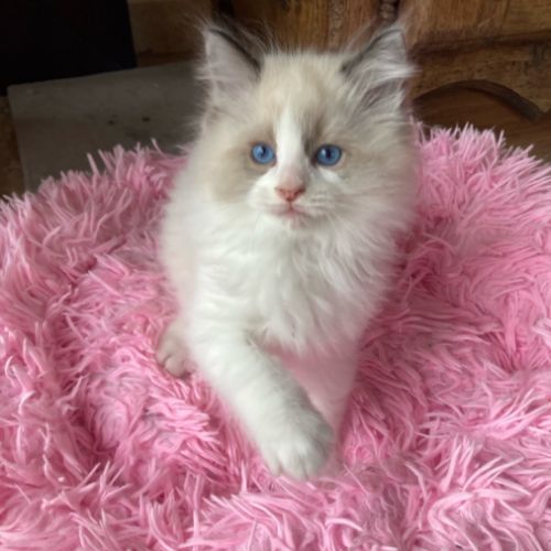 Chaton ragdoll a reserver #3