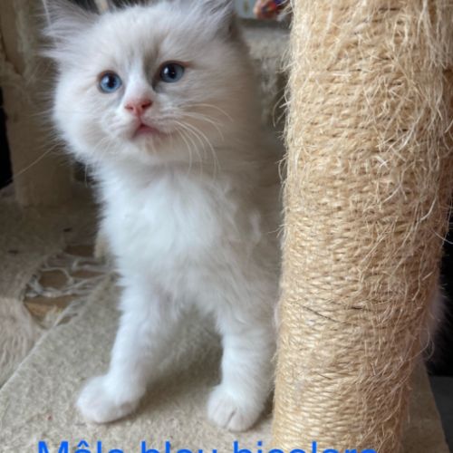 Chaton ragdoll a reserver #4