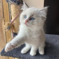 Chaton ragdoll a reserver