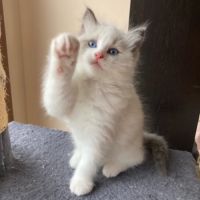 Chaton ragdoll a reserver #2