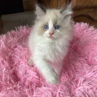 Chaton ragdoll a reserver #3