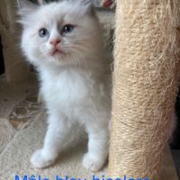 Chaton ragdoll a reserver #4