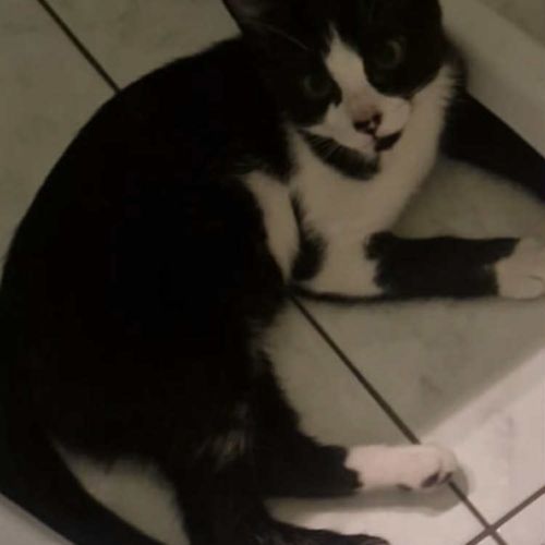 Azeline une minette parfaite compagne à 4 pattes