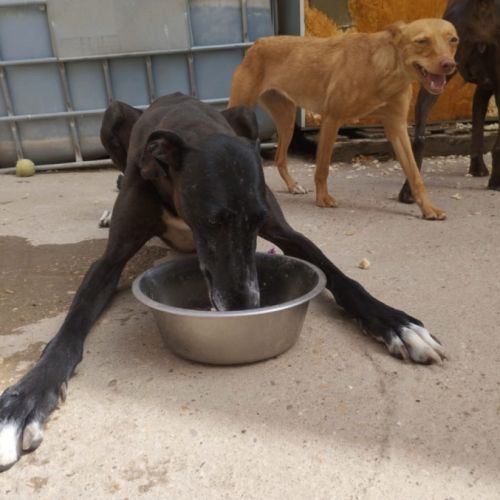 Julieta la perle noire qui fait chavirer les cœurs #3