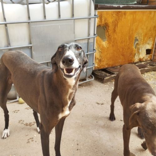 Julieta la perle noire qui fait chavirer les cœurs