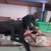 Julieta la perle noire qui fait chavirer les cœurs #1