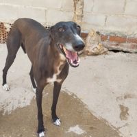 Julieta la perle noire qui fait chavirer les cœurs #2