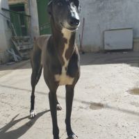 Julieta la perle noire qui fait chavirer les cœurs #5