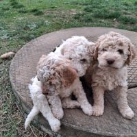 Vends chiots lagotto  romagnolo
