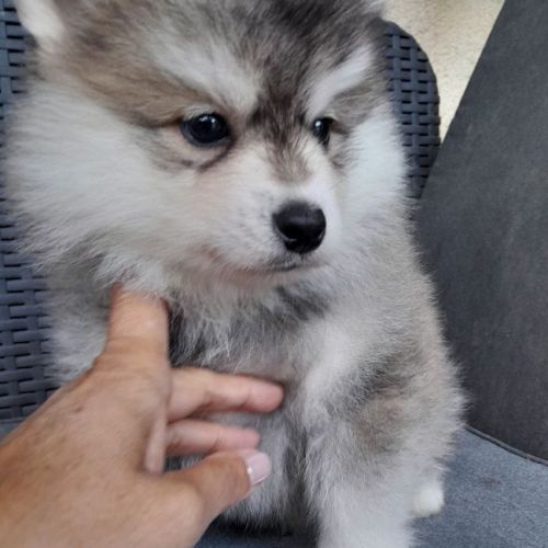 Pomsky mini #0
