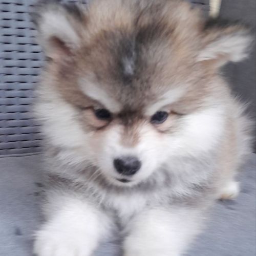 Pomsky mini #2